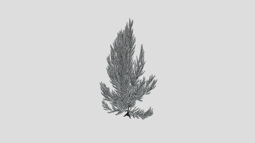 Pinus Flexilis Vanderwolf Pyramid