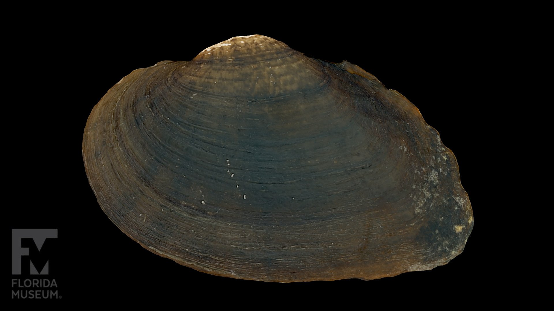 Suwannee Moccasinshell Freshwater Mussel 3D model by FloridaMuseum