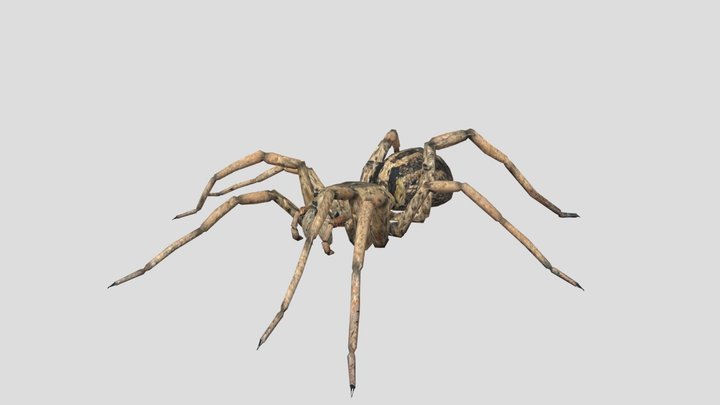 Spider (Animated) 3D Model