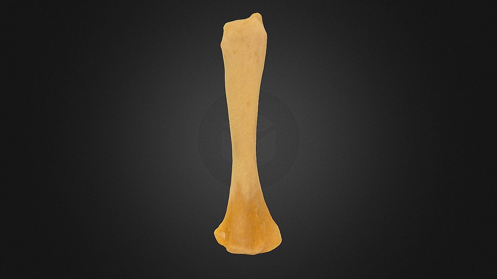 Echidna Left Tibia - 3D model by Adddy [bdd4973] - Sketchfab