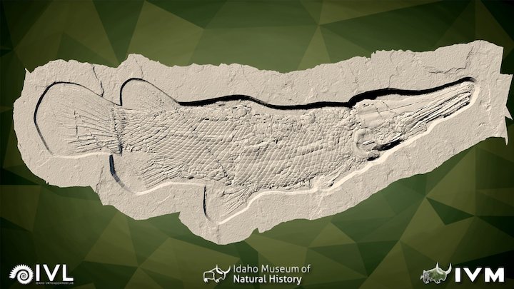 Lepisosteus simplex – Modello 3D gratuito STL