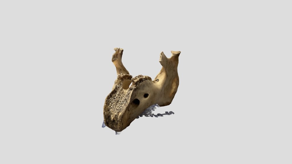 Manatee Jaw