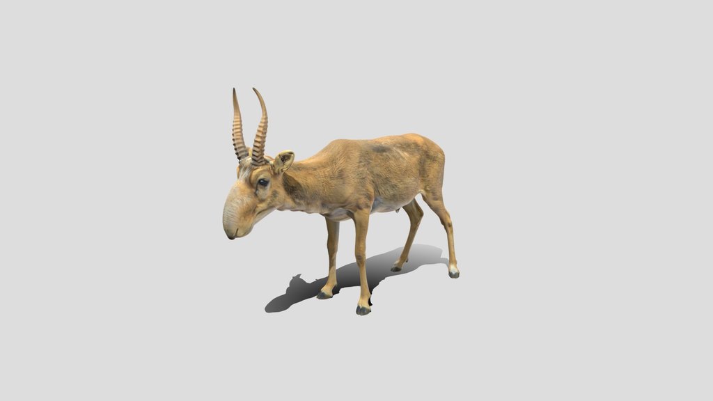Saiga antelope