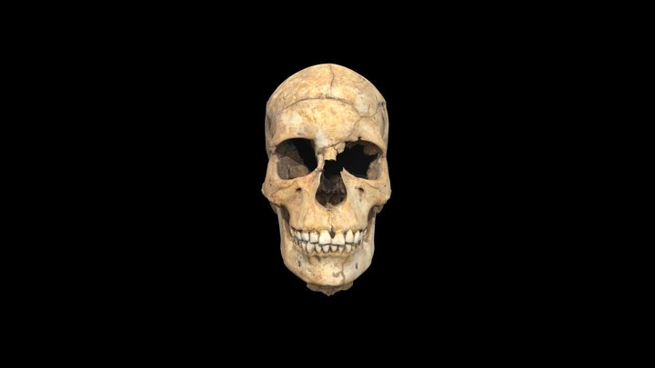 Cráneo "Pepita" 3D Model