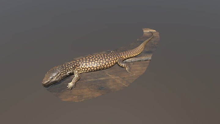 Spiny Tailed Monitor Body A 3D Model