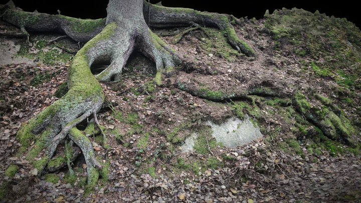 Sweden, Nacka, Pine-tree roots – Modello 3D gratuito STL