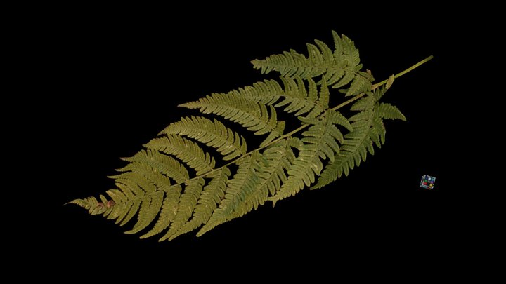 CC0 オシダ？？？ Crown Wood-fern, D. crassirhizoma – Modello 3D gratuito STL