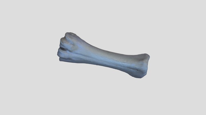 Bubalus Bubalis Metacarpi L 3D Model