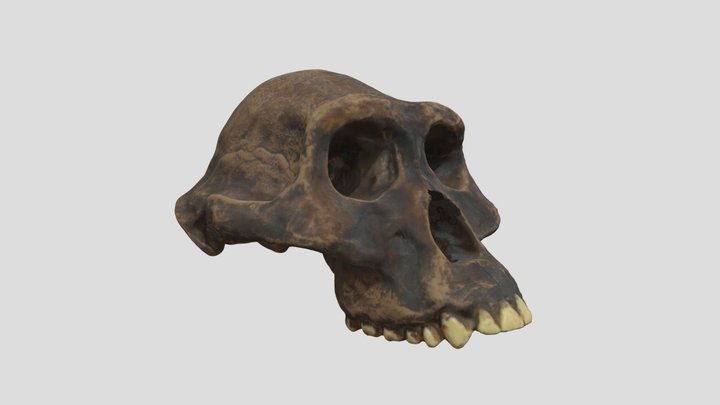 Crâne 3 3D Model