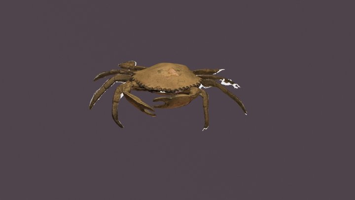 Crab3 3D Model