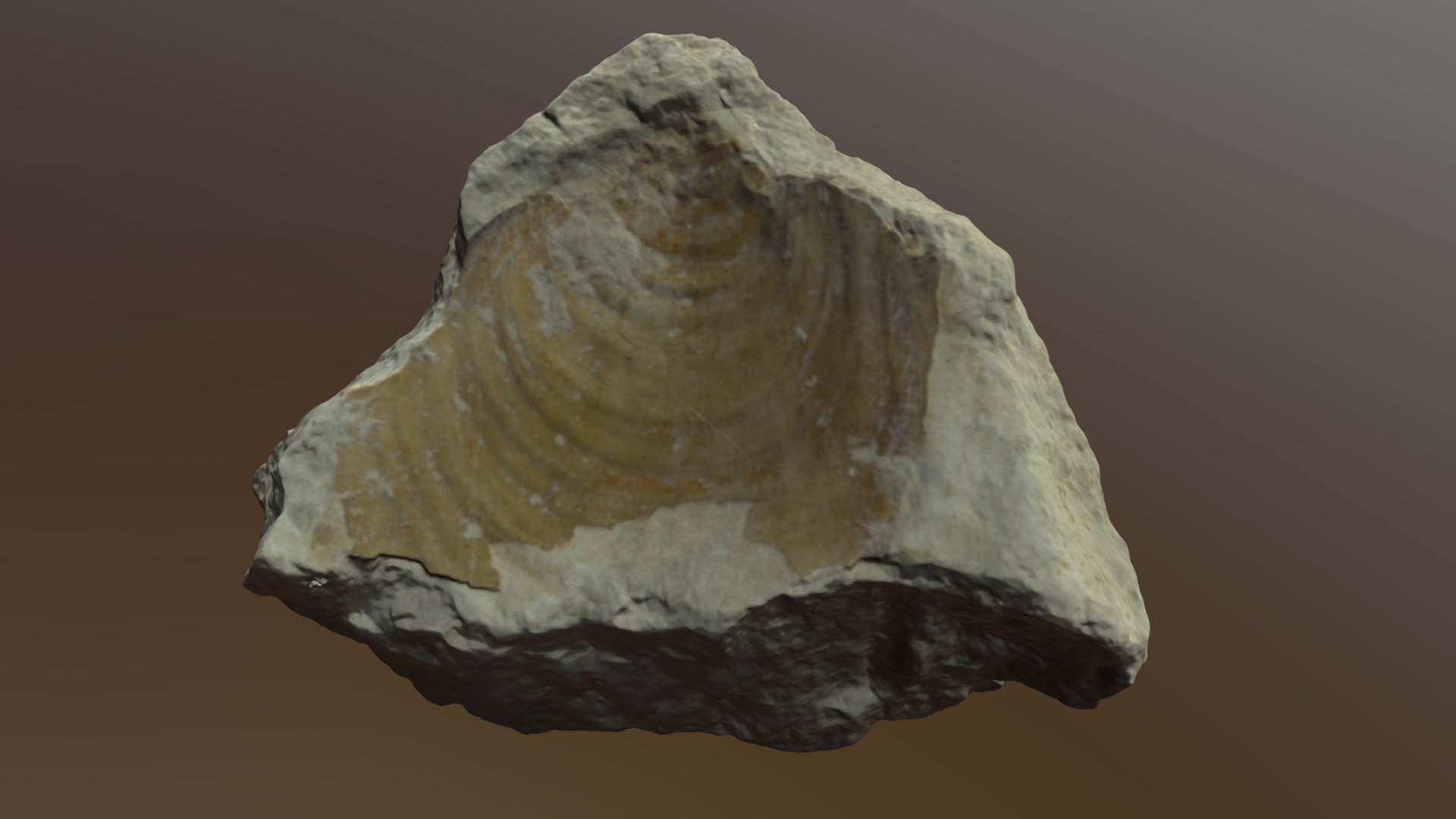 Inocerame
