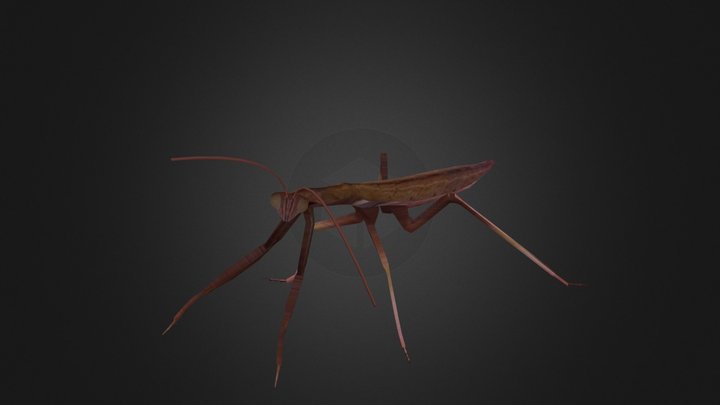 Posing Mantis 3D Model