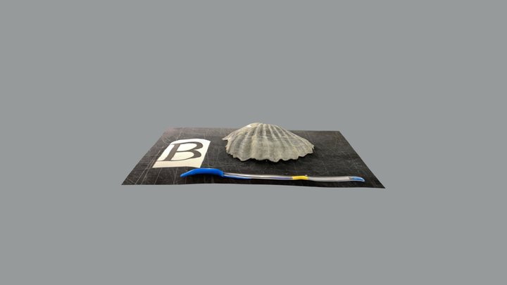 化石＿B 3D Model