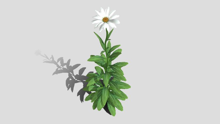 Marguerite 01 – Free 3D Model STL