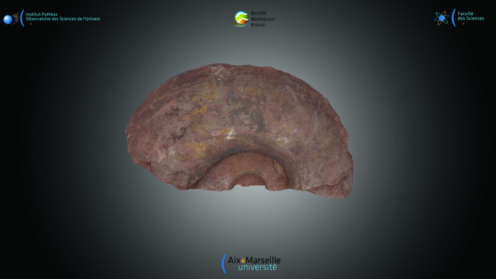 Moule interne partiel d'ammonite