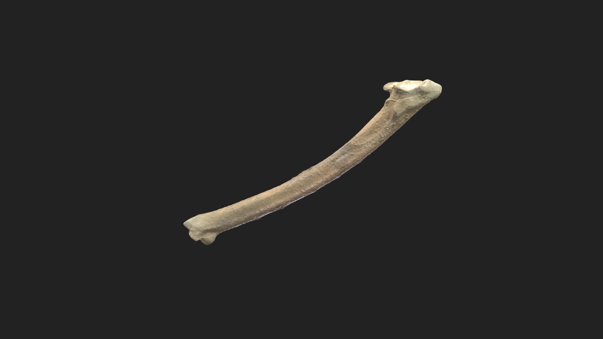 ulna (ulna) pigeon - Download Free 3D model by vetanatMunich [bdf4dea ...