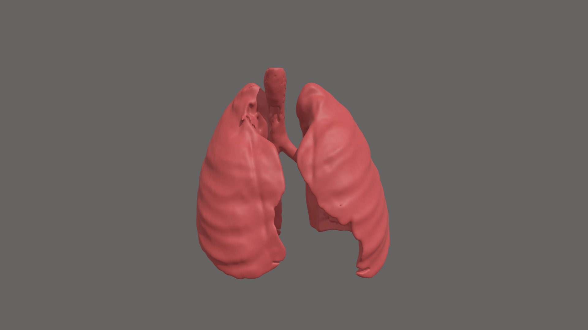 Segmentation_Lung - Download Free 3D model by AydenM [bdf826d] - Sketchfab