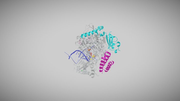 RNA-dependent RNA polymerase and Remdesivir 3D Model