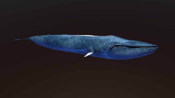 Blue Whale 3D Model