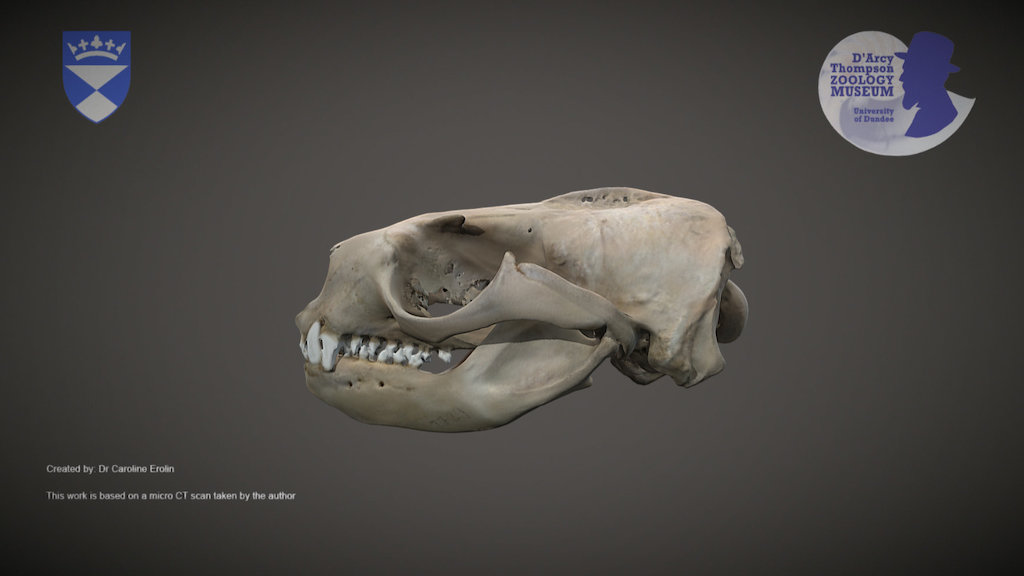 Sea lion skull (for mobile devices)
