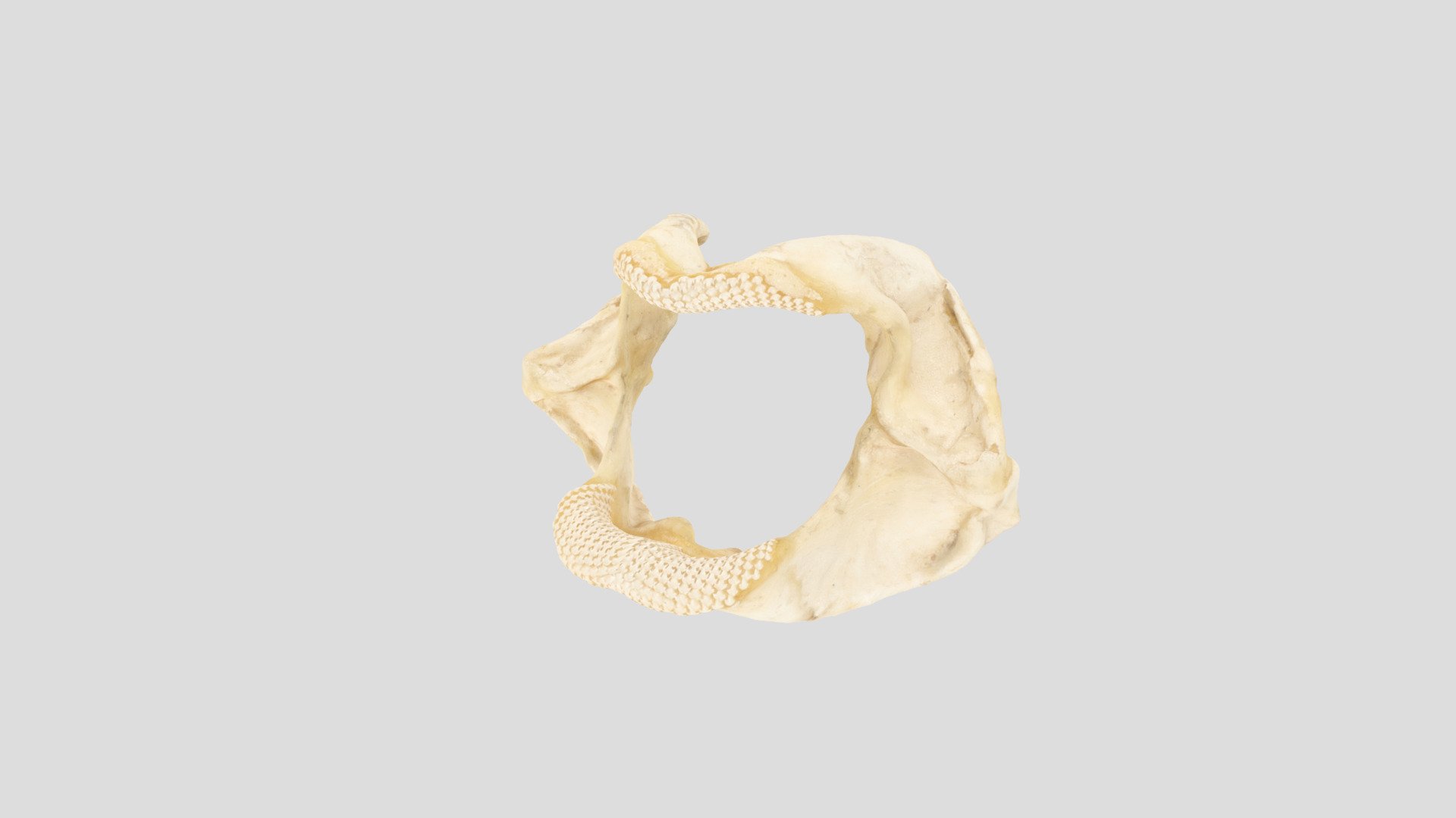 Jaws #4 - 3D model by SMA-UniGe [be003d7] - Sketchfab