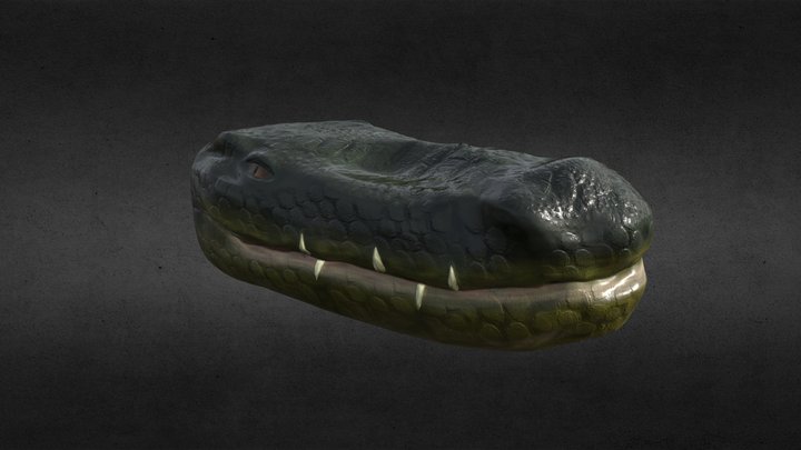 Crocodile Head 3D Model