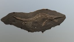 Photogrammetry scan of a reptilian shark fossil by Austin Beaulier