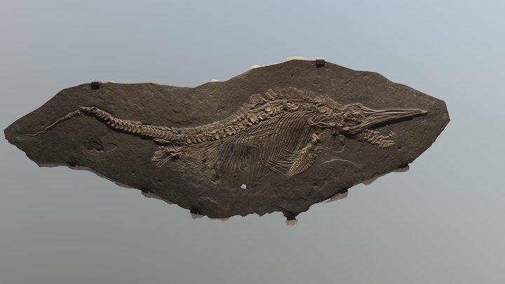 Reptilian Shark fossil – Modèle 3D gratuit STL