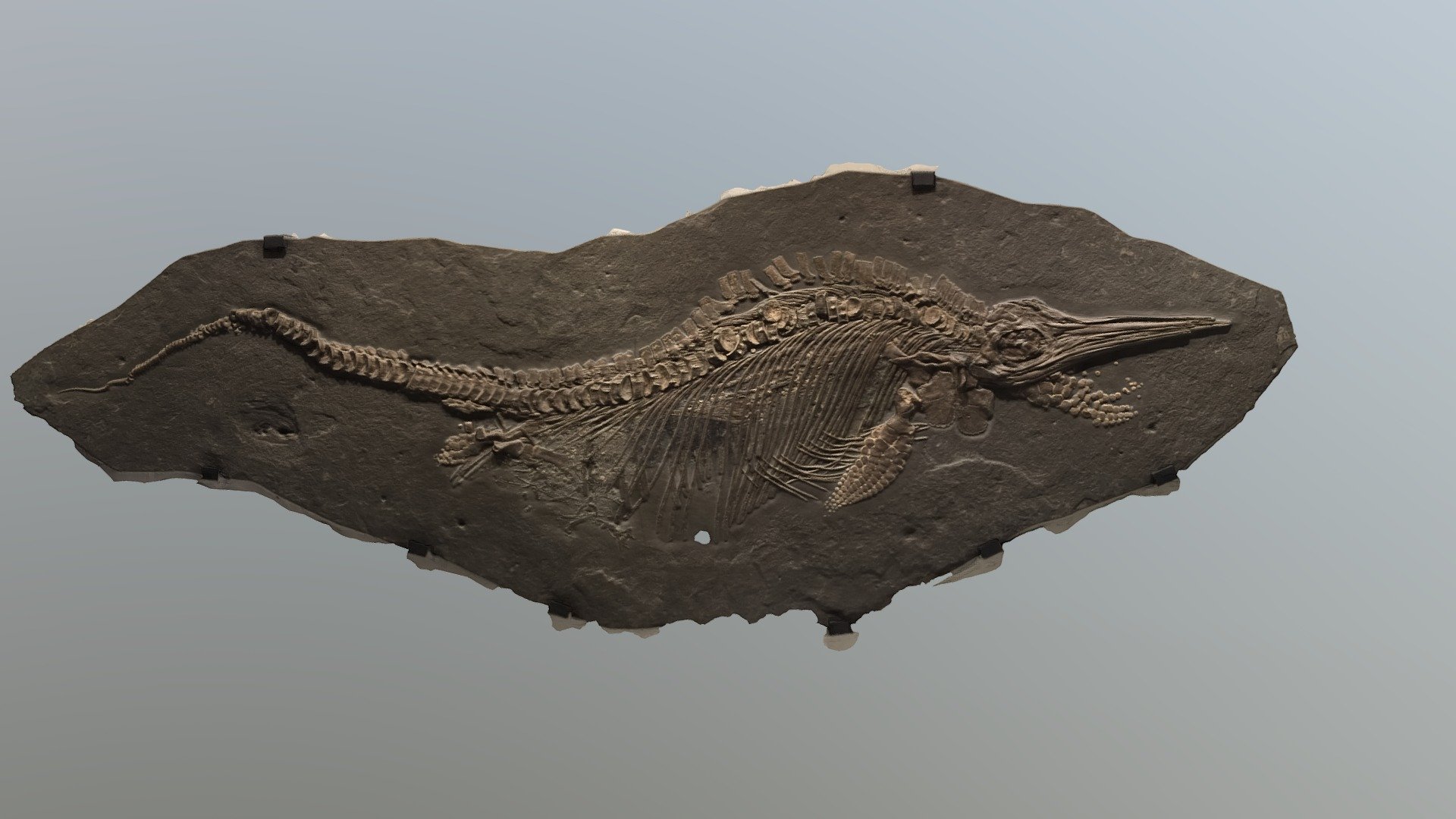 Reptilian Shark fossil