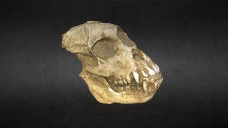 Skull A 3D Model