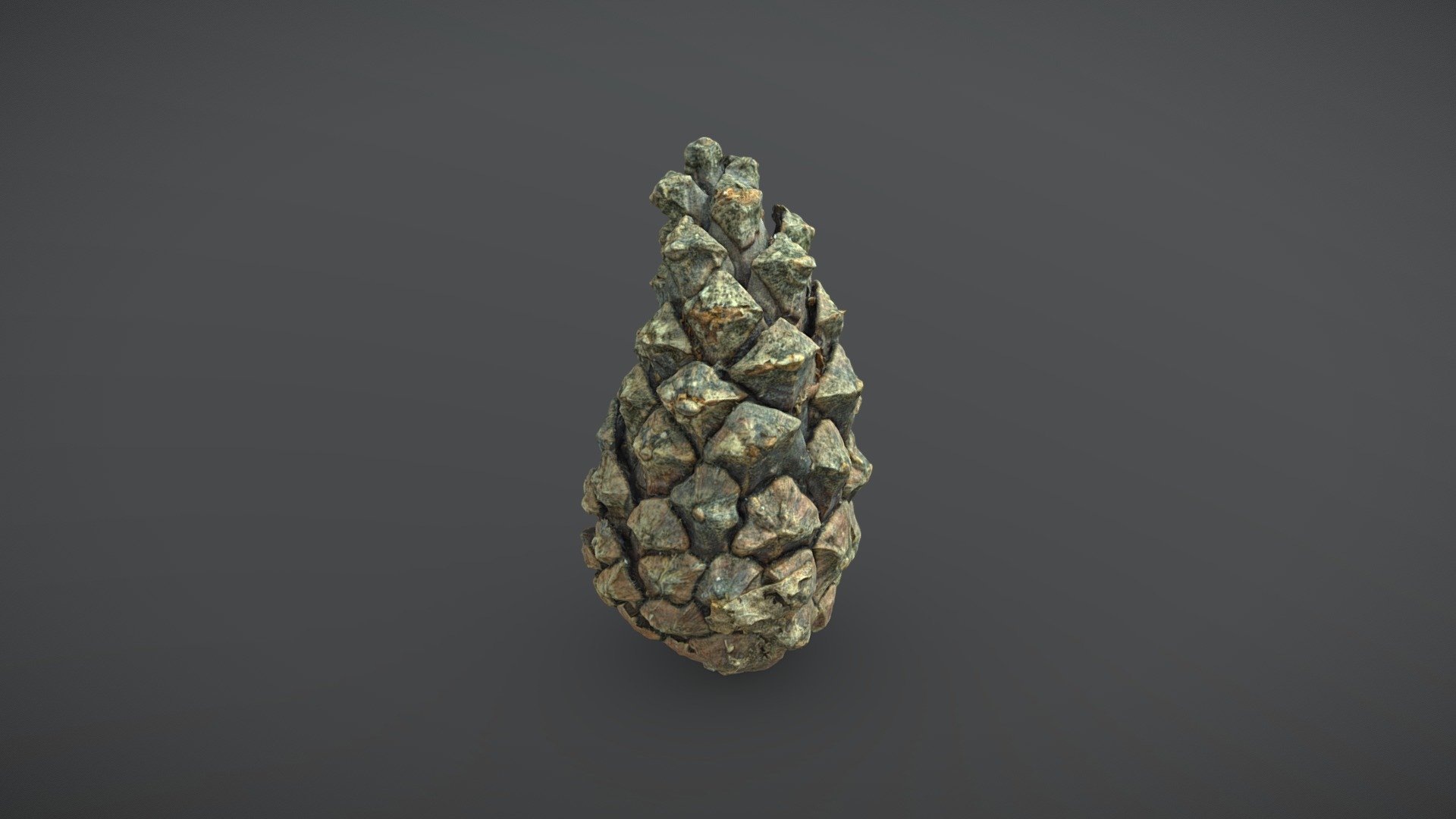 Dry Pinecones Collection (25 pieces) - #22 — Sketchfab embed 3D viewer