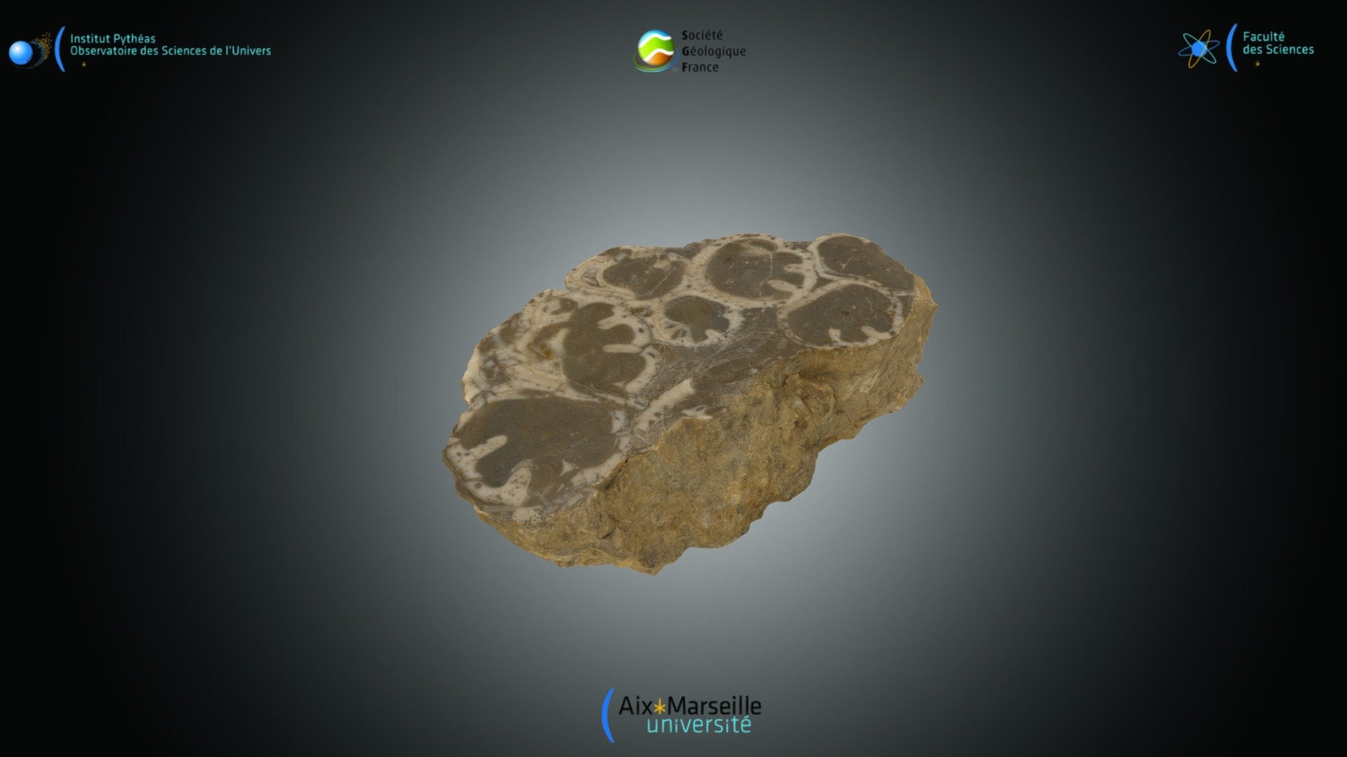 Rudiste - Bouquet Hippurites sp. - Download Free 3D model by Société ...