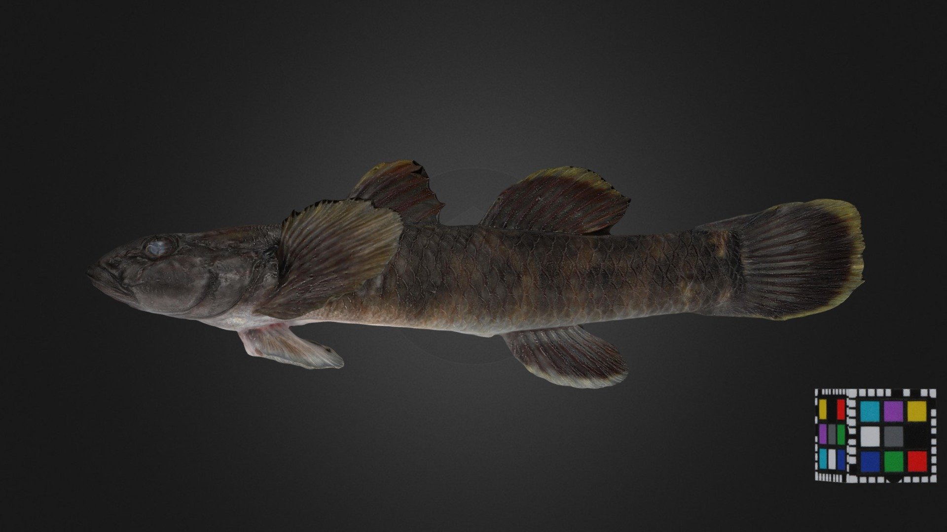 オオヨシノボリ ♀ Freshw. Goby, Rhinogobius fluviatilis