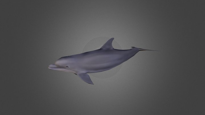 Bottlenose Dolphin 3D Model