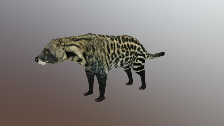 African Civet 3D Model