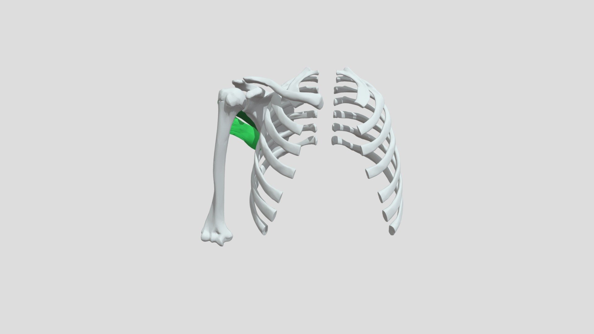 Muscles Petit Rond Et Grand Rond - Download Free 3D model by ...