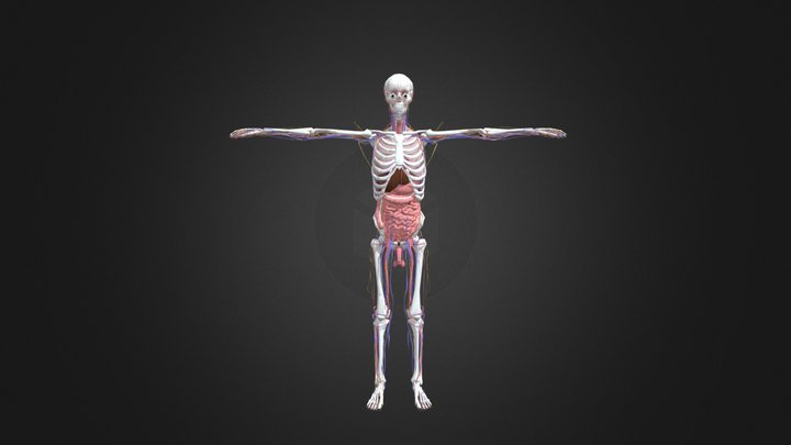 Anatomy Lowquality Lowpoly 3D Model