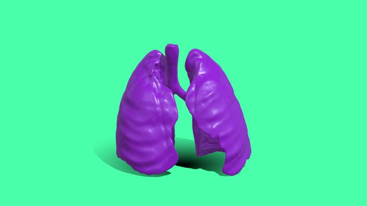 WEBER Lung Segmentation 3D Model