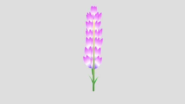 Lavender 3D Model