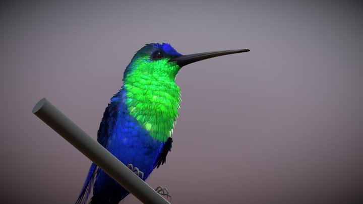 Hummingbird — Crowned Woodnymph 3D Model