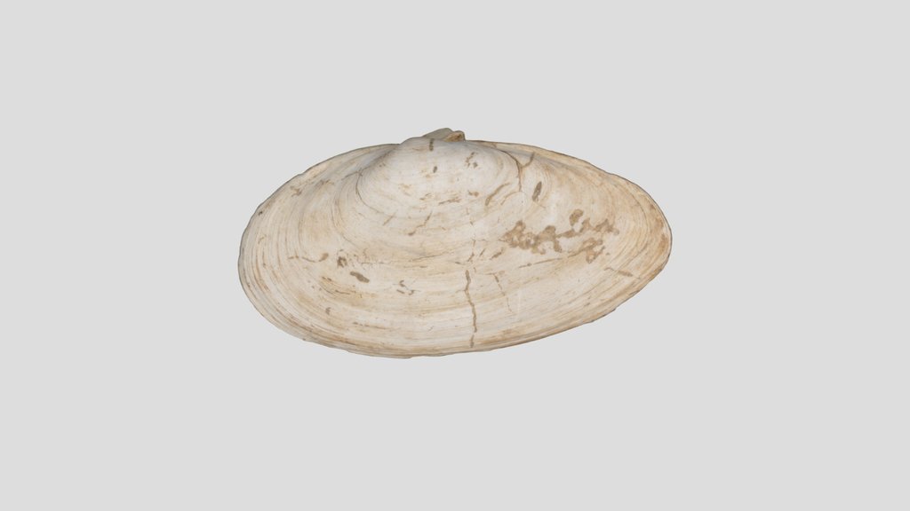 貝刃　shell scraper