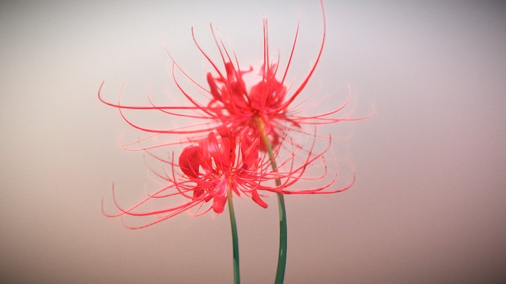 Higanbana - Loài hoa đẹp như những cánh trăng đầy sáng tạo và bí ẩn. Higanbana mang đến sự tươi mới và mộc mạc cho không khí. Các bạn hãy nhấp chuột để khám phá thêm về loài hoa đầy quyến rũ này.