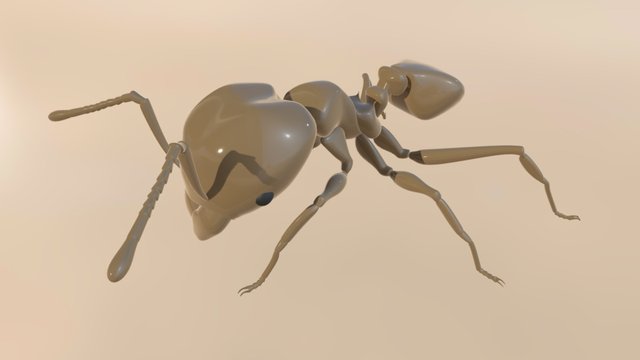 Pheidole Ant 3D Model