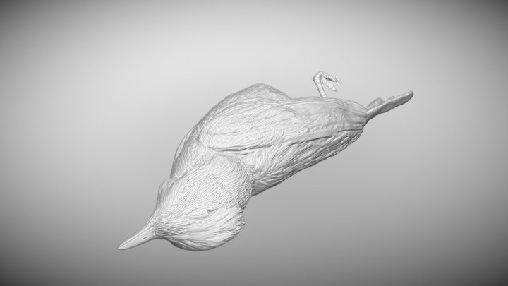 Dead Bird 3D Model