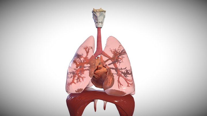 adult heart and lungs 3D Model