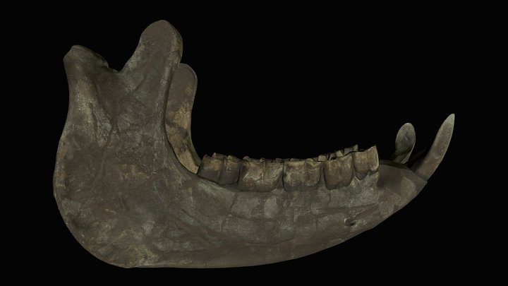 ETMNH 609 Rhino Jaw 3D Model
