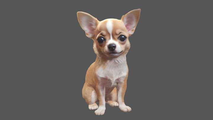 Chihuahua 3D Model