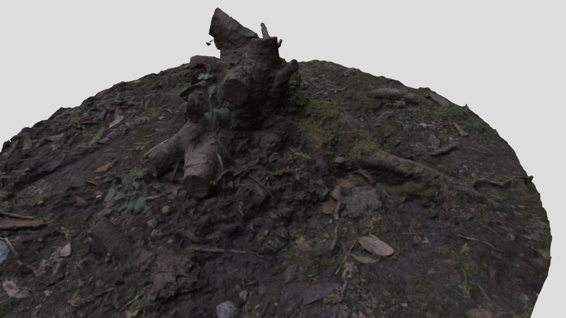 Front yard stump photogrammetry