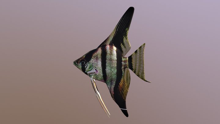 Angelfish 3D Model