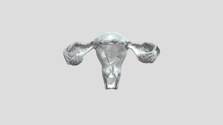Female Reproductive Anatomy Illustration 3D Model
